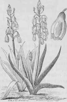 Hyacinthus candicans.