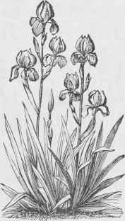 Iris Germanica.