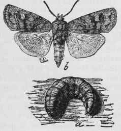 July Habits And Natural History 36