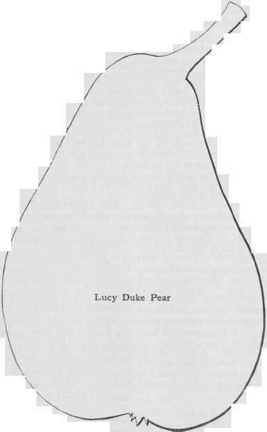 Lucy Duke Pear 60
