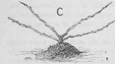 Management Of Grapevines 16