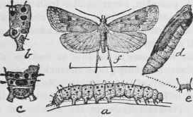 The Garden Web Worm Eurycreon Rantalis Guen Order  25