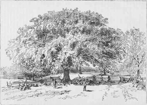 The Great Council Tree of the Senecas at Kanadesaga (Geneva), N. Y.