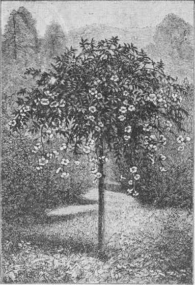 Trumpet Creeper as a Weeding Tree.