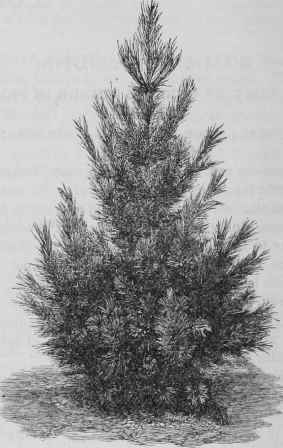 Cembran Pine.