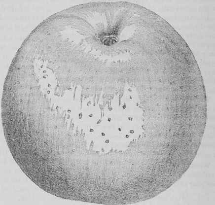 Fallawater Apple.