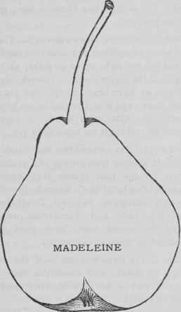 Good Old Fruits Madeleine Pear 50