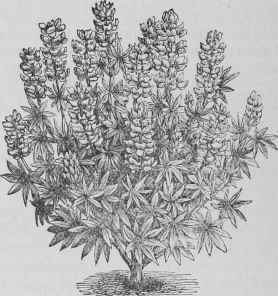 Lupinus albo coccineus nanus.