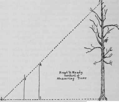 Measuring Trees 37
