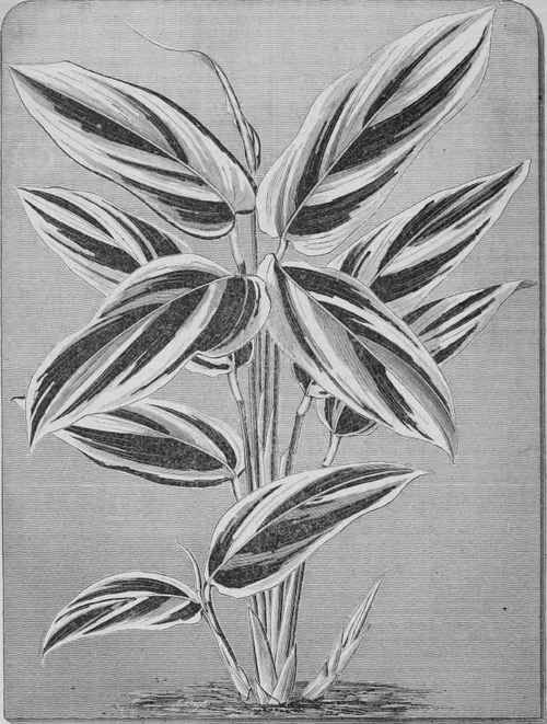 Phrynium variegatum.