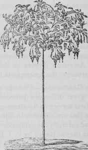 Standard Fuchsia.