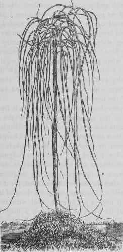 Teas' Weeping Russian Mulberry.