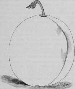 The Lovett Plum 10