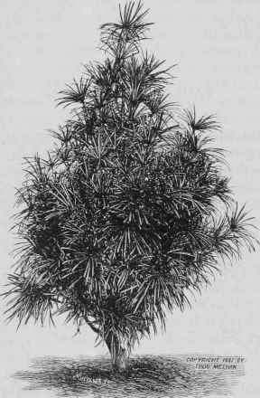 Umbrella Pine.