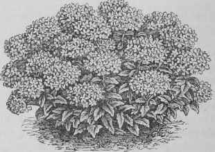 Verbena hybrida compacta nana.