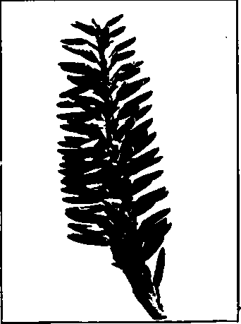 Aloe vera.