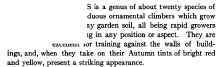 Ampelopsis quinquefolia (the Virginia creeper) and Ampelopsis tricuspidata (the Boston Ivy) are the most useful.