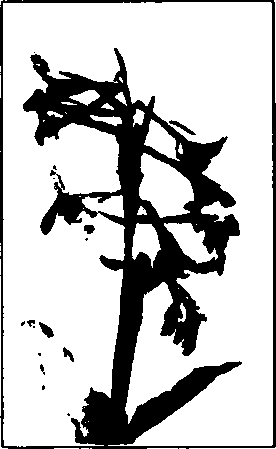 Canna indica.