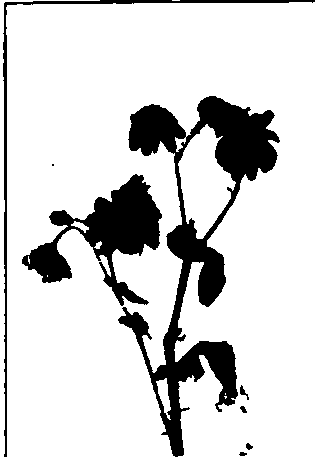 Cineraria hybrida.