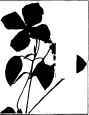 Clematis.