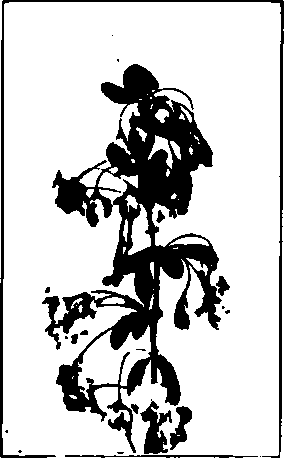 Pyrus floribunda.
