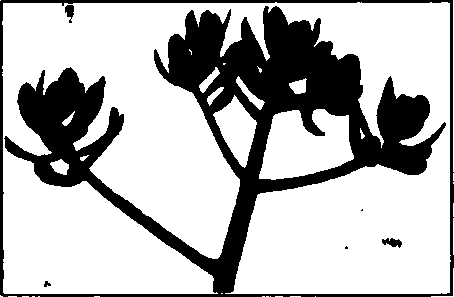 Sedum.