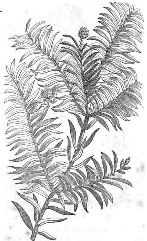 A.   Branch of Saxe Gothaea conspicua.