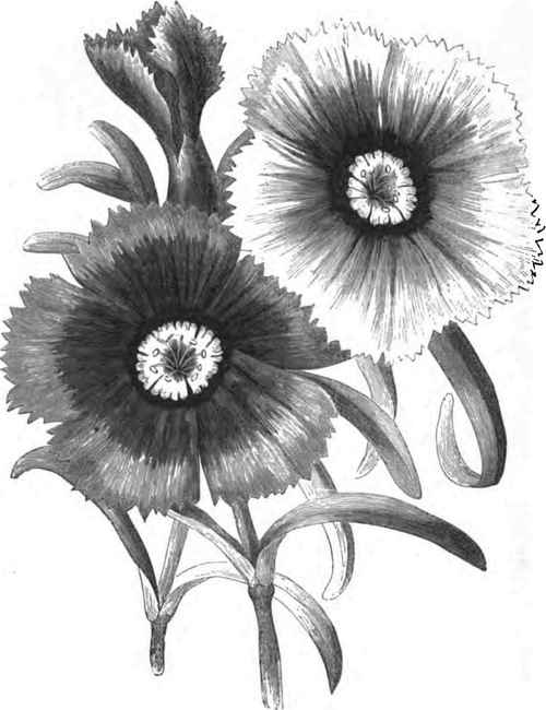DIANTHUs CHINENSIs HEDDEWIGII.