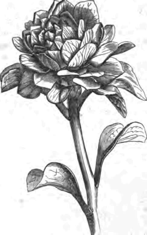 Monstrous Dahlia.