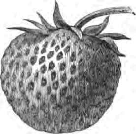 New Seedling Strawberry Nicanor 2200156