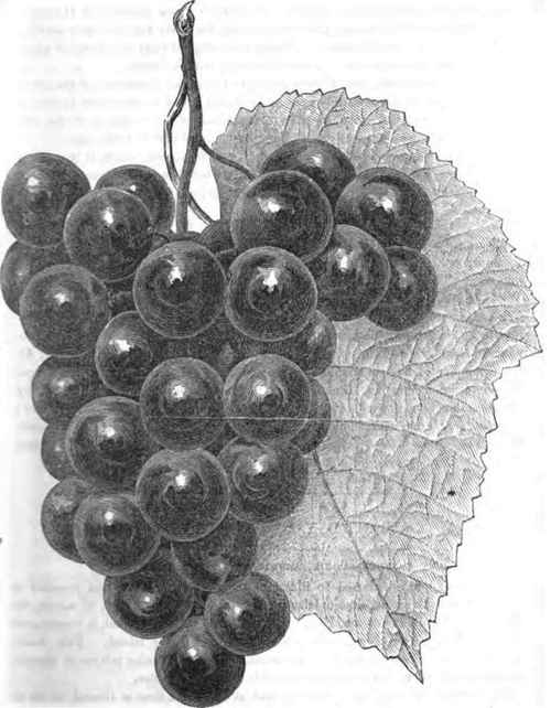 Rogers's Hybrid, No. 16.