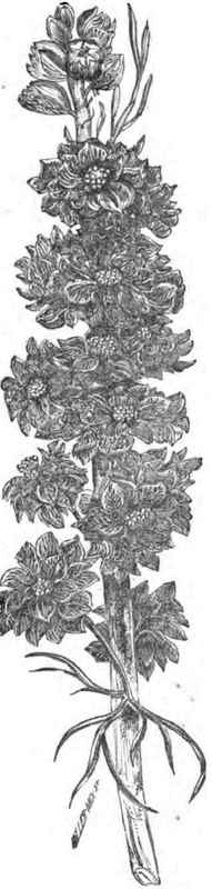 SOCKET LARKSPUR.