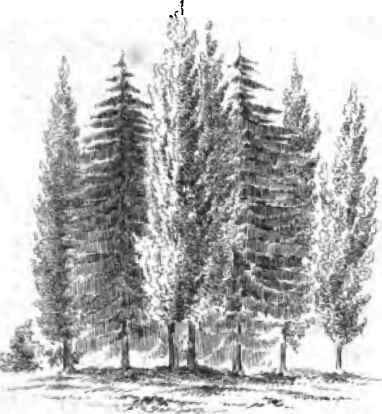 Saxe Gothaea Conspicua 120075