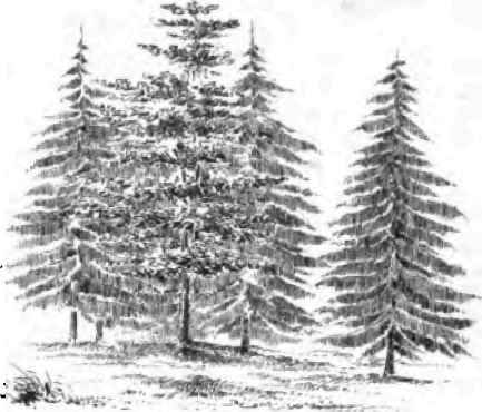 Saxe Gothaea Conspicua 120076