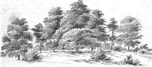 Saxe Gothaea Conspicua 120077