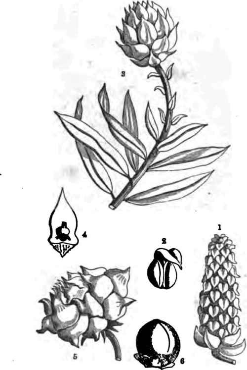 Saxe Gothaea Conspicua 120079