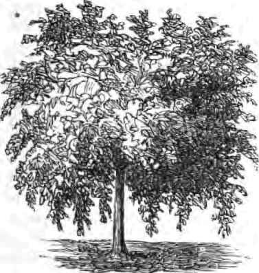 Scampston Weeping Elm.