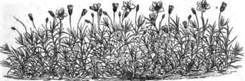 THE SPERGULA PILIFERA.