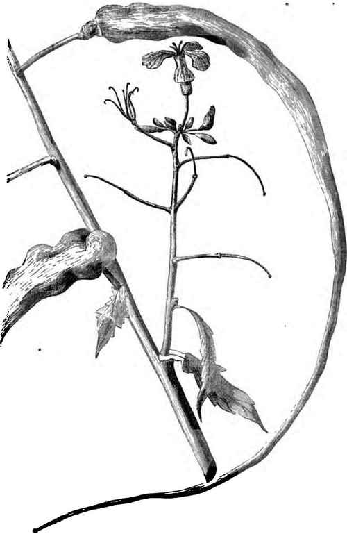 THE SPOTTISWOODE BAT TAIL BADI8H.
