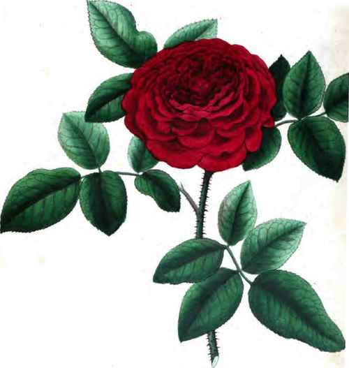 The Rose Geant Des Batailles, (Giant Of Battles)
