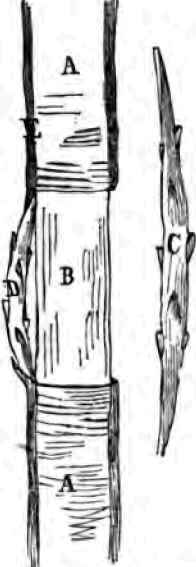 The Smokehouse Apple 110092