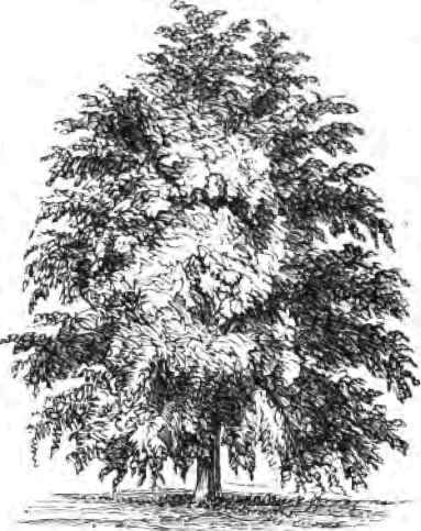 White Leaved Weeping Linden.