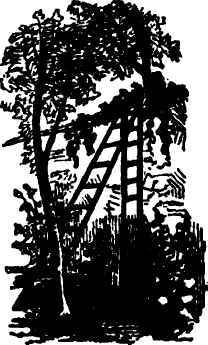 1st Vitis Rotundifolia V Vulpina Of Gray 1200142