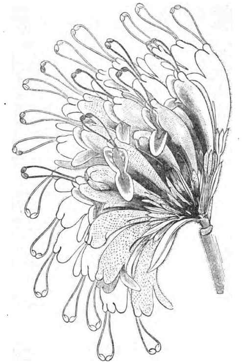 Agalmyla Staminea Long Stamened Agalmyla 140049