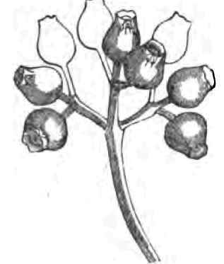 Agalmyla Staminea Long Stamened Agalmyla 140050