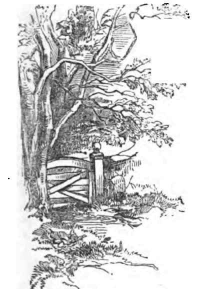 Ages Of Trees Condensed From An Article By Profess 140014