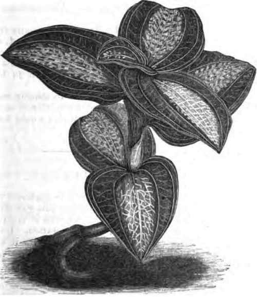 Ancectochilus lobhuhus, NATURAL six.
