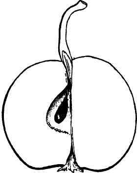 Apples For Extreme Northern Sections The Marengo W 230048