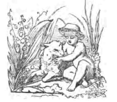 B Amabilis 150012