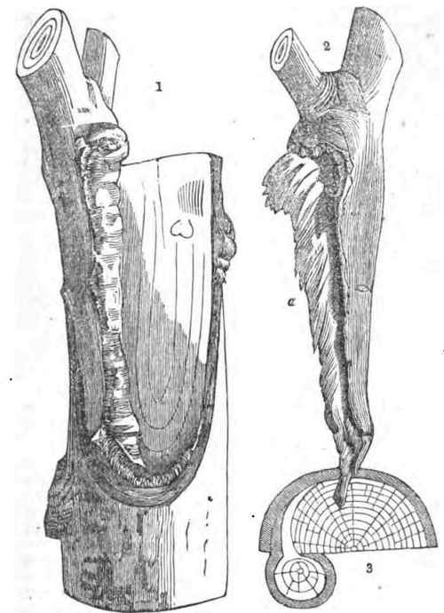 Bad Grafting How Wood Is Formed 140048